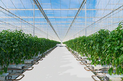 GrowFloor Greenhouse - Image 3