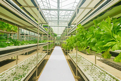 GrowFloor Greenhouse - Image 5
