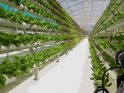 GrowFloor Greenhouse - Image 6